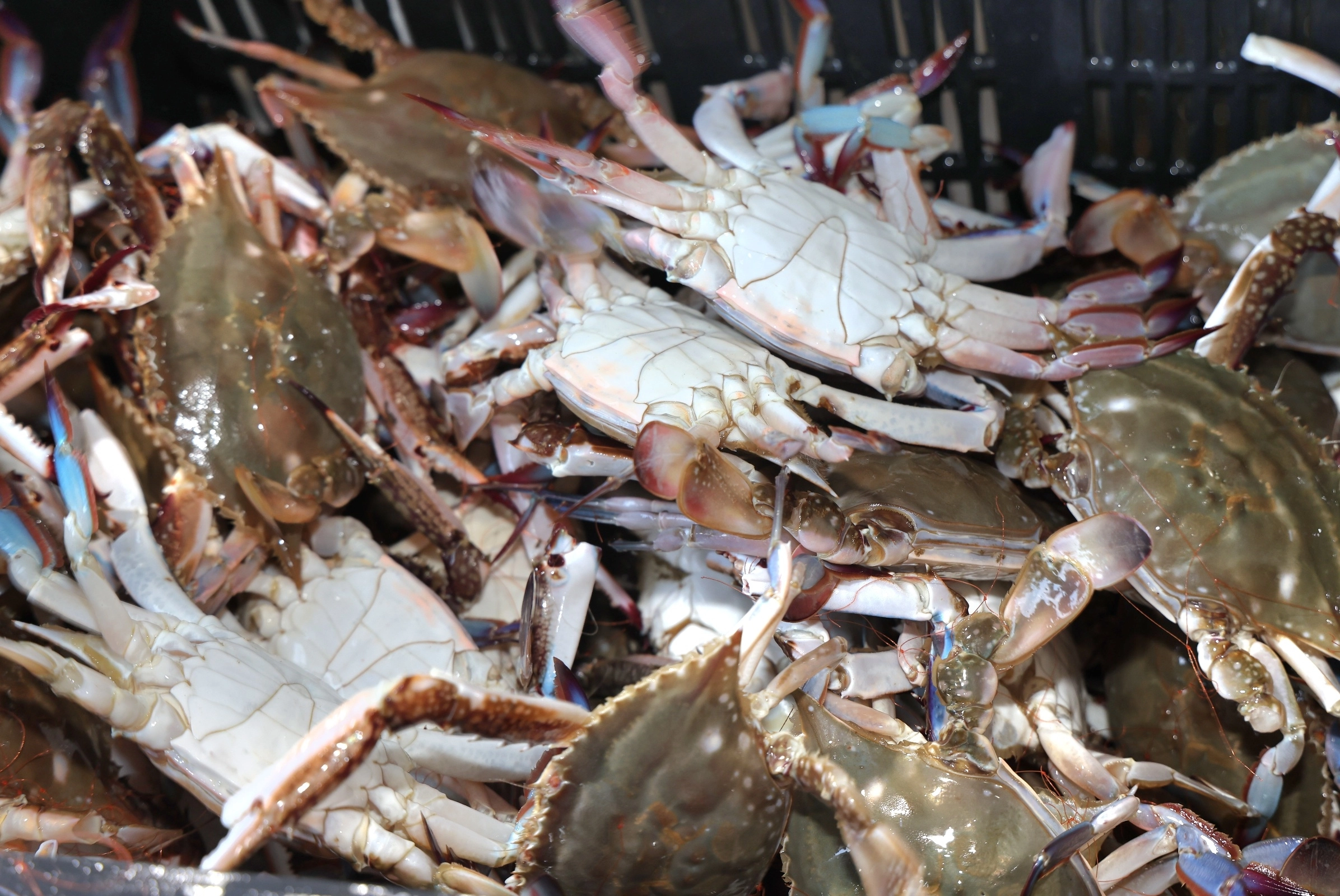 충남 태안군 안면읍 백사장항 위판장에 수확된 꽃게들. 태안군 제공