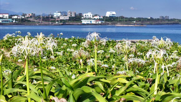 22일 오전 제주시 구좌읍 하도리 토끼섬에 문주란꽃이 피어 있다.  토끼섬은 국내 유일의 문주란 자생지로 천연기념물로 지정돼 있다. 2025.8.22 연합뉴스