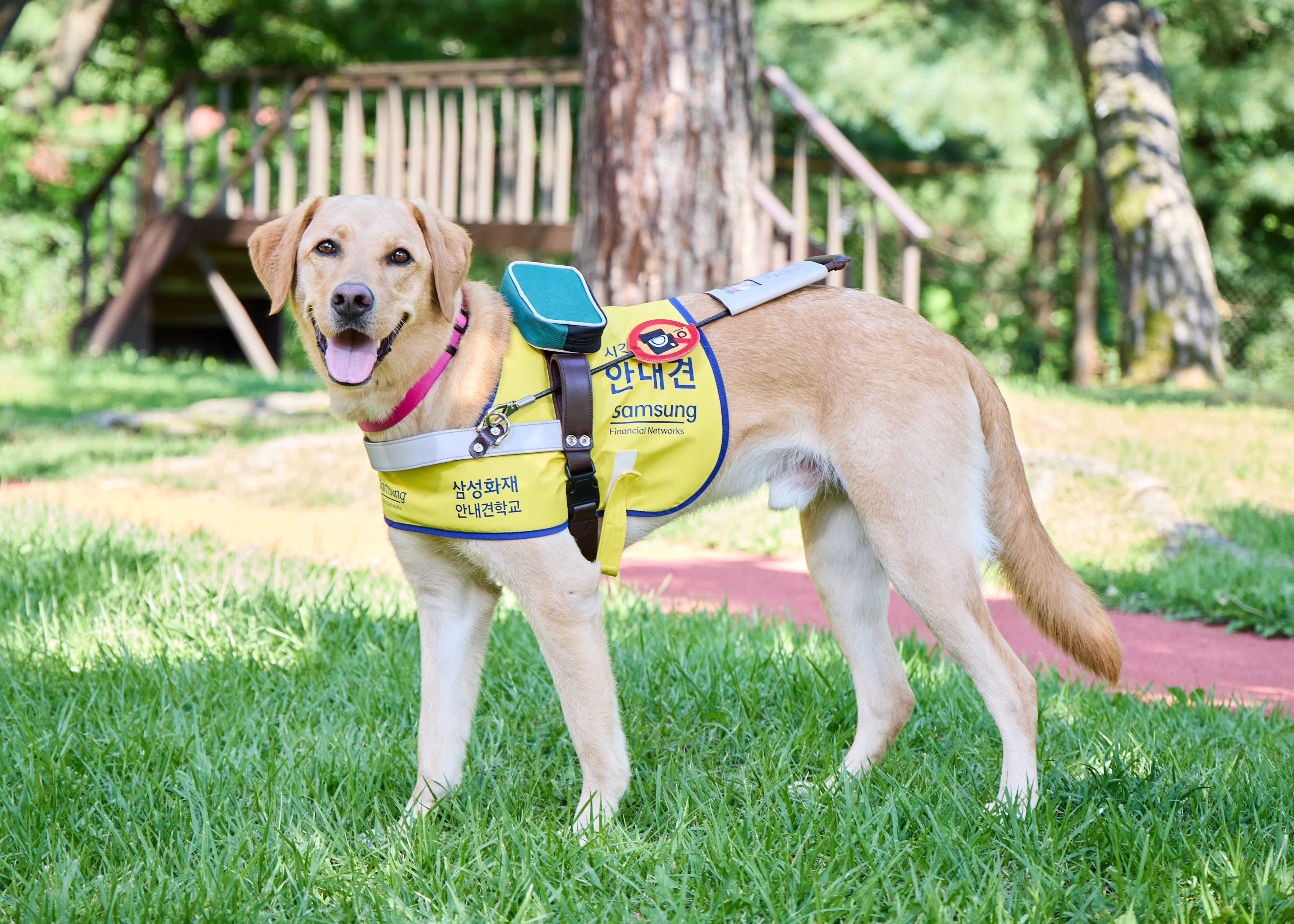 안내견 자료 이미지. 삼성화재 제공