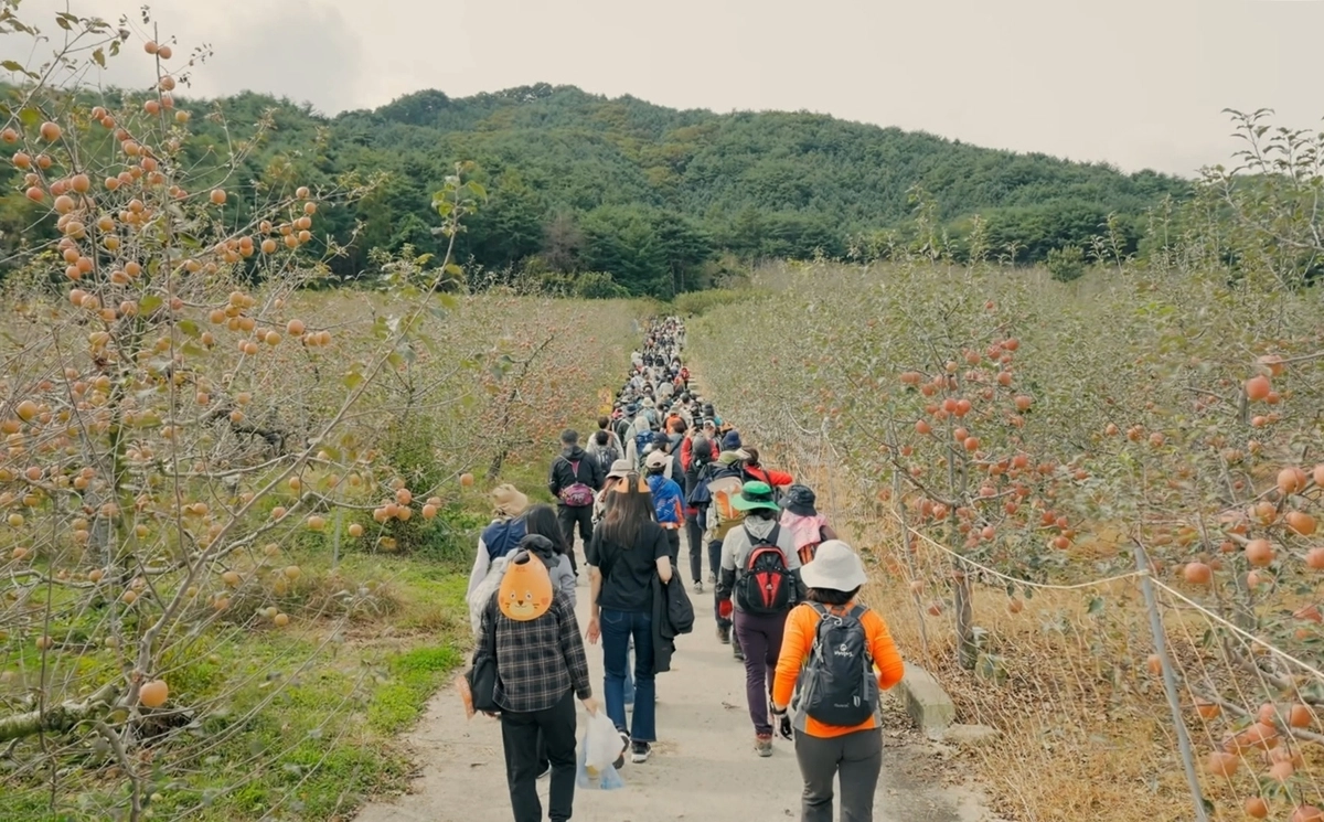 지난해 열린 ‘제2회 백두대간 가든하이킹’ 참가자들이  사과밭 길을 걷고 있다. 한국수목원정원관리원 제공