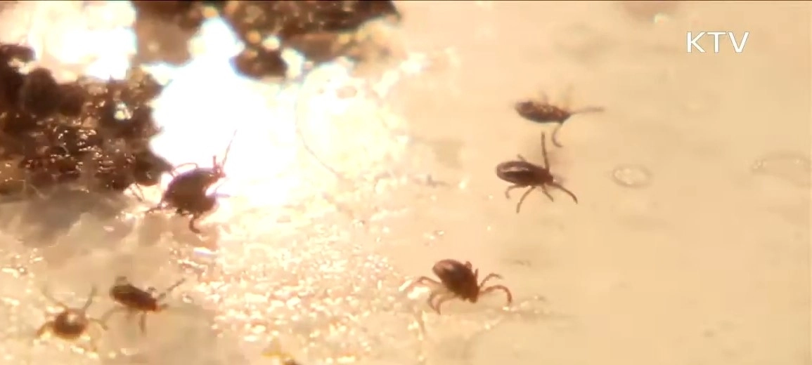 쯔쯔가무시증을 매개하는 진드기. KTV 캡처