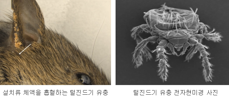 질병관리청 제공
