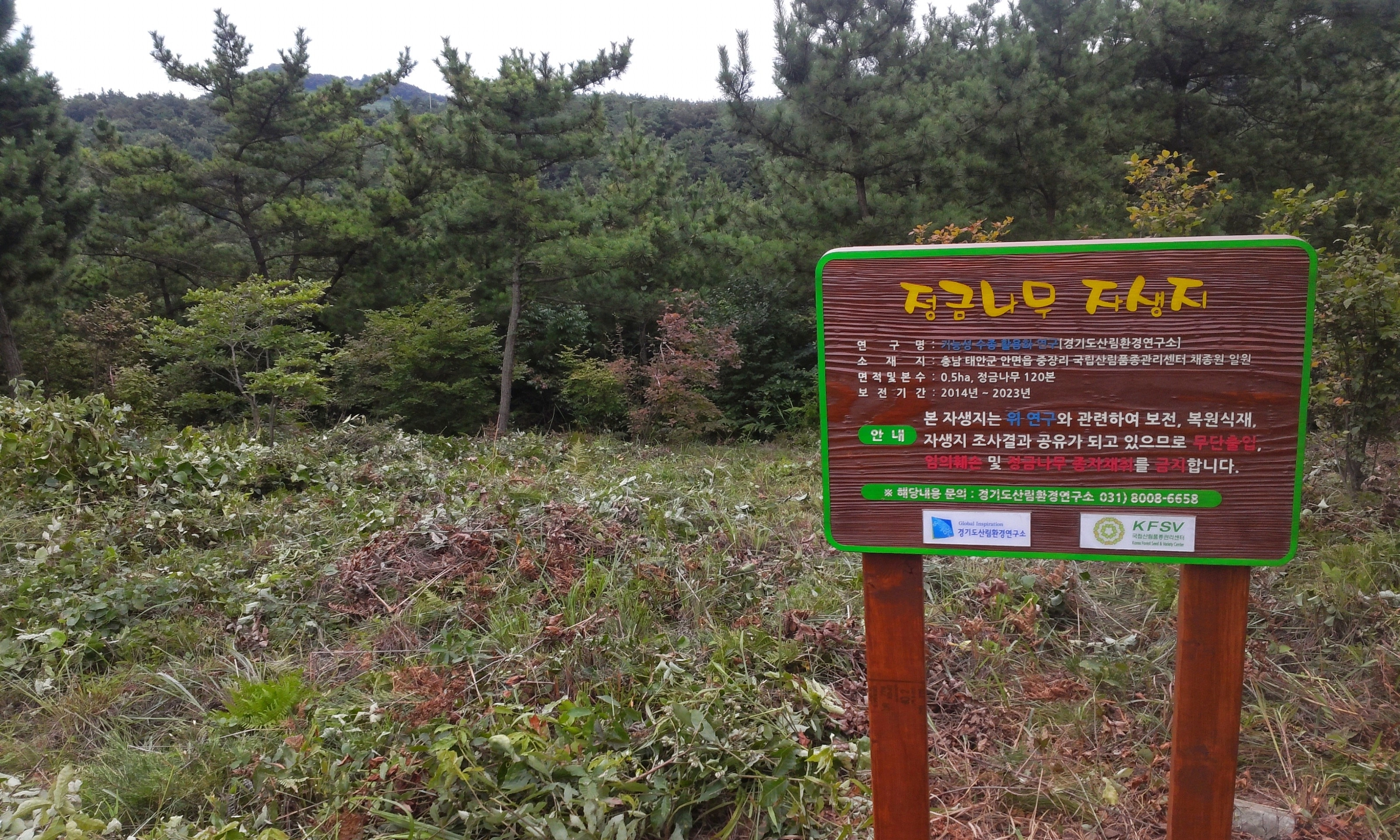정금나무 자생지(경기도 제공)