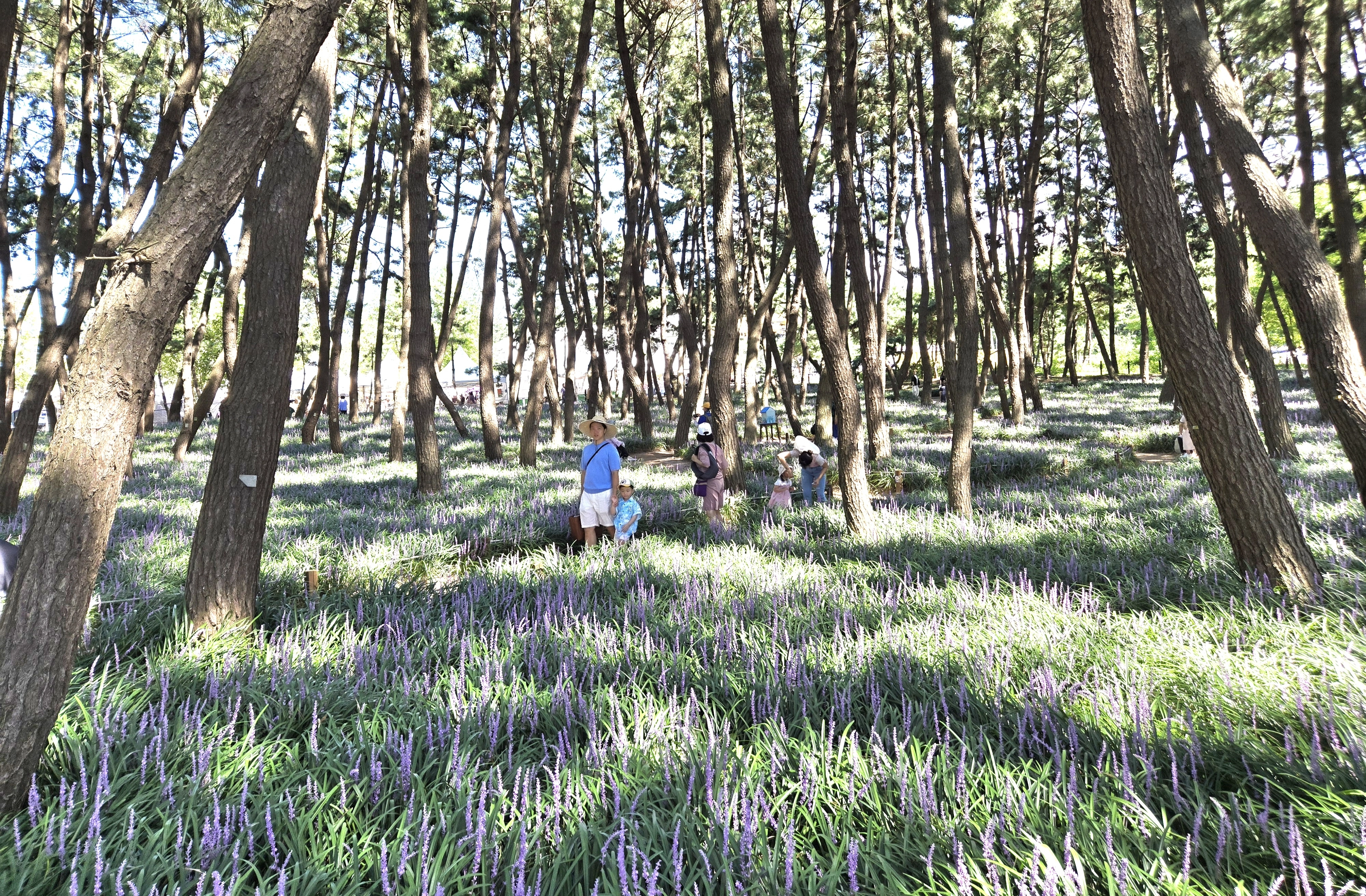 충남 서천군 ‘제3회 장항 맥문동 꽃 축제’를 찾은 가족이 맥문동 군락지에서 즐거운 한때를 보내고 있다. 이종익 기자