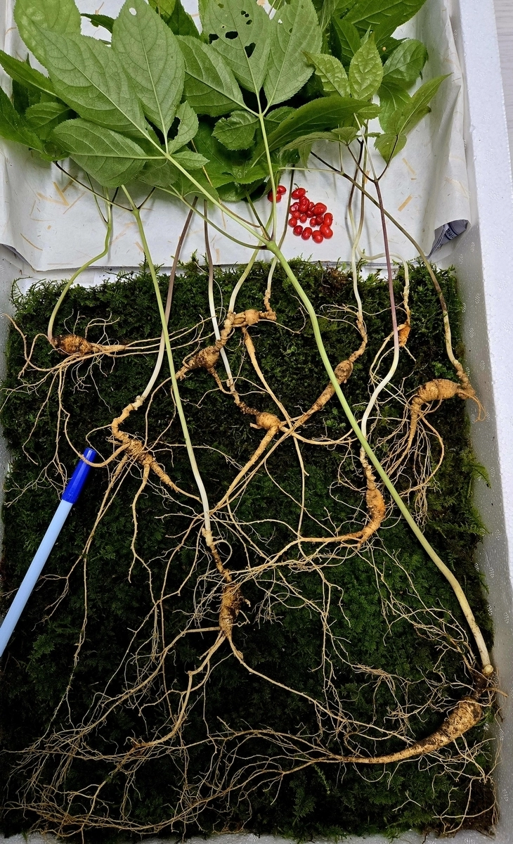 지리산에서 발견된 천종산삼. 한국전통심마니협회 제공.