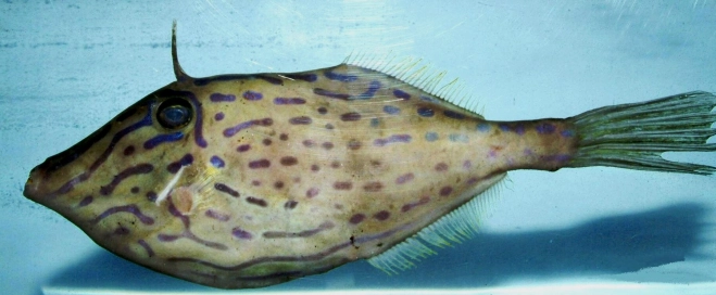 날개쥐치 관련 이미지. 위키피디아