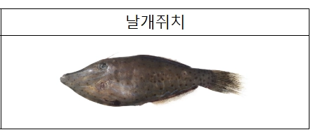 바다낚시가 증가하는 가을이 어느새 성큼 다가온 가운데 복어 독의 20배에 달하는 위험성이 있는 ‘날개쥐치’가 제주도 남부 연안 등에서 등장해 주의가 필요하다. 식품의약품안전처