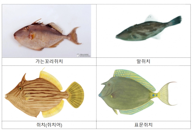 식용으로 허용된 쥐치들. 식품의약품안전처