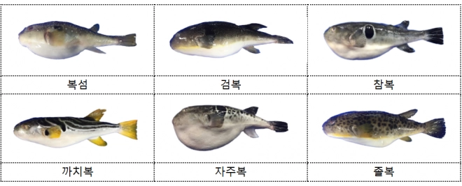 식용으로 허용된 복어들. 식품의약품안전처