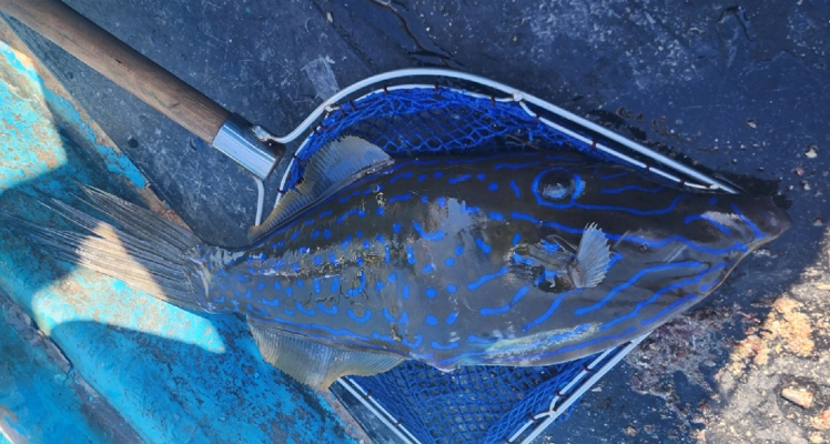 제주 남부 연안에서 잡힌 날개쥐치. 식품의약품안전처 제공