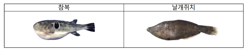참복과 날개쥐치. 식품의약품안전처 제공