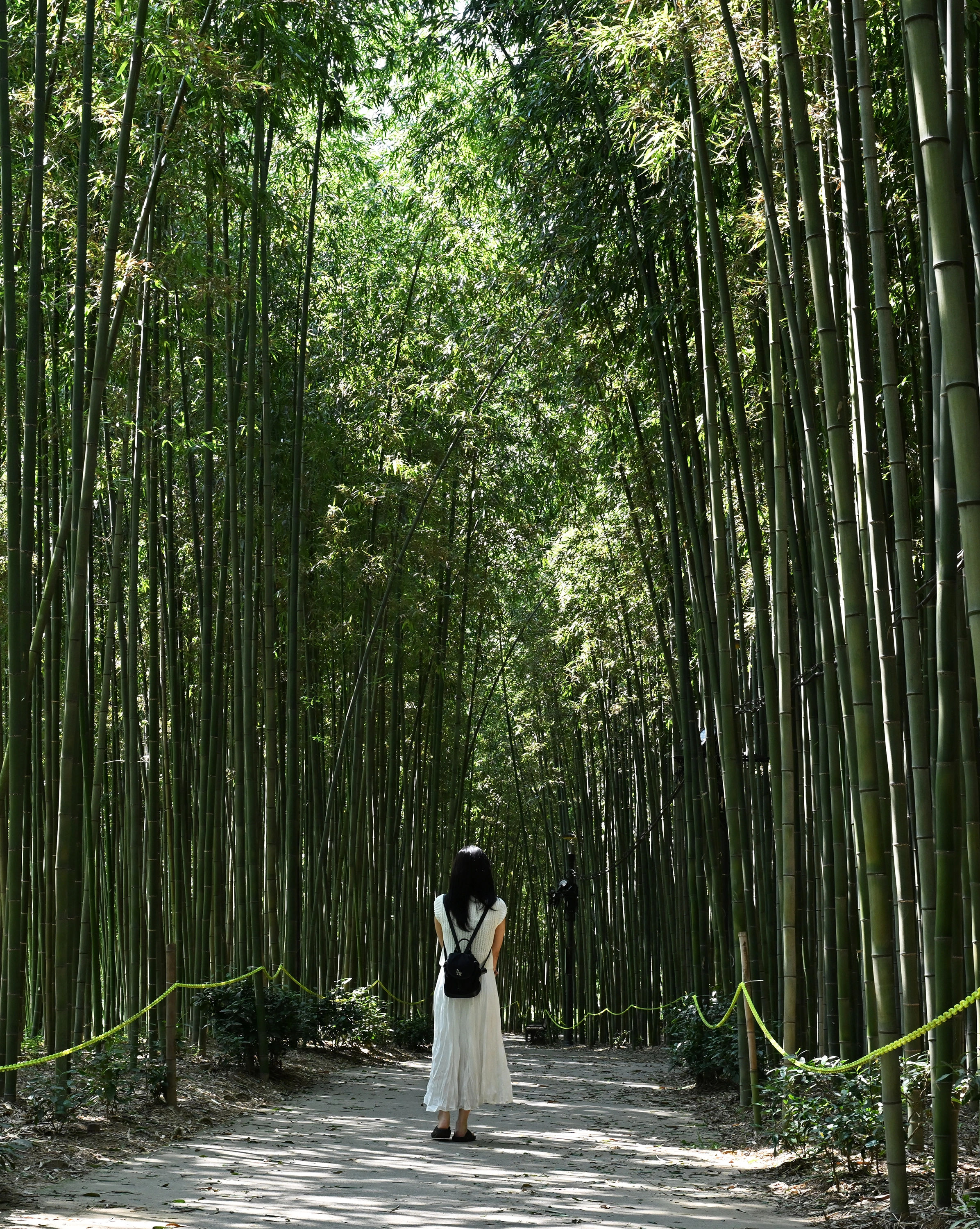 구례의 비밀 정원 ‘섬진강 대숲’.