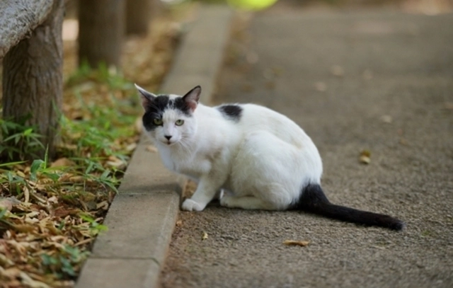 사건과 무관한 고양이 이미지. 아이클릭아트