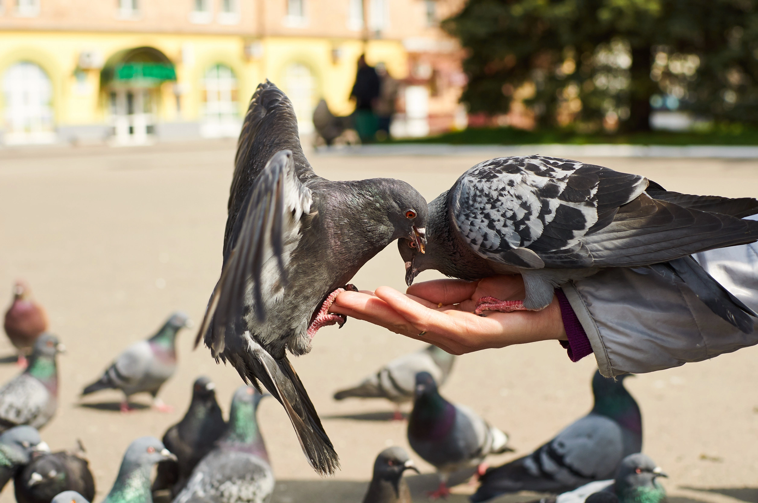 비둘기 자료사진. 사진은 기사 내용과 직접 관련 없음. 123RF