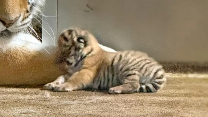 서울대공원 새끼 호랑이. 서울대공원