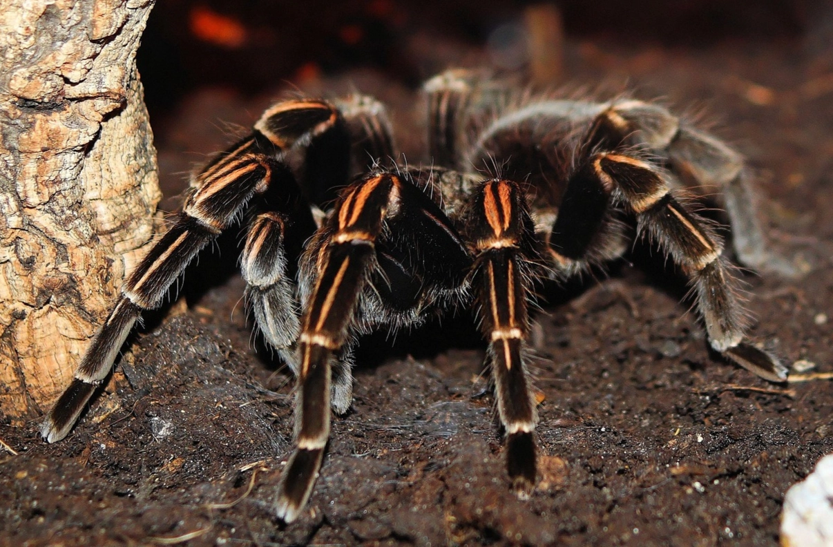 타란툴라 자료 사진. 기사와 직접적인 관련 없음. 픽사베이