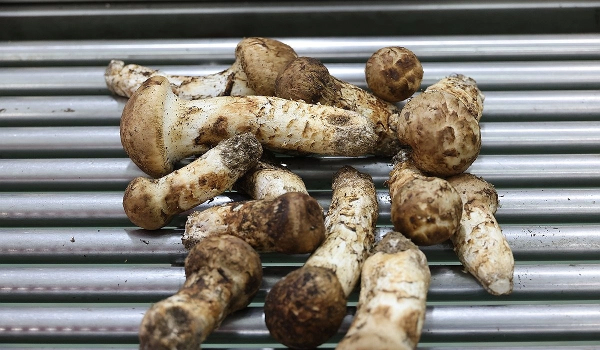 양양 송이. 양양군 제공