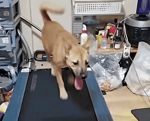 반려견이 러닝머신 위를 달리는 모습을 무려 3시간 동안 소셜미디어(SNS)로 생중계하며 후원금을 챙긴 견주가 학대 논란에 휩싸였다. 틱톡 캡처