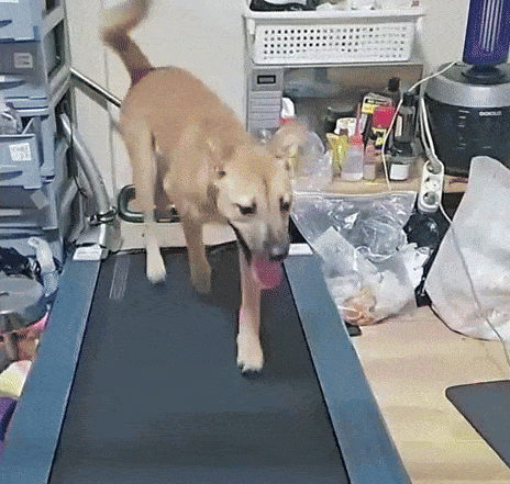 반려견이 러닝머신 위를 달리는 모습을 무려 3시간 동안 소셜미디어(SNS)로 생중계하며 후원금을 챙긴 견주가 ‘학대 논란’에 휩싸였다. 틱톡 갈무리