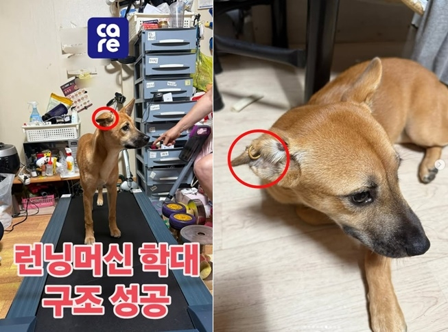 동물권단체 케어가 러닝머신 위를 3시간 동안 달리게 해 학대 논란을 빚은 견주로부터 개를 구조했다. 케어 인스타그램 캡처