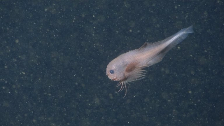 지난 2019년 미 캘리포니아 해안의 4000m 심해에서 발견된 ‘울퉁불퉁한 꼼치’(Bumpy Snailfish). 미국 몬터레이만 수족관연구소(MBARI) 제공