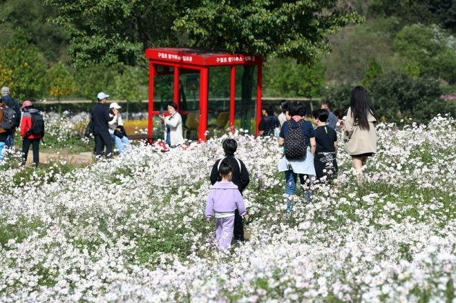 정읍 구절초 지방정원에 관광객들이 방문해 가을의 정취를 만끽하고 있다. 정읍시 제공