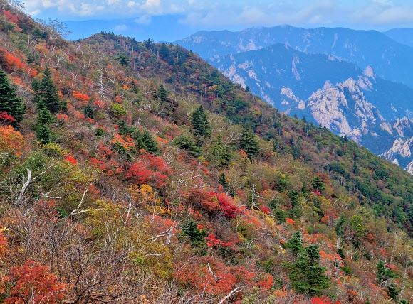 30일 강원 설악산국립공원 중청 일원이 점차 단풍으로 물들고 있다. 2025.9.30. 설악산국립공원사무소 제공