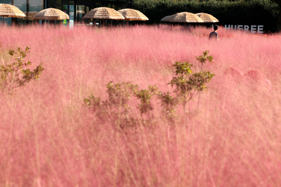 쾌청한 날씨를 보인 1일 오전 제주 서귀포시 남원읍 휴애리 자연생활공원을 찾은 관광객이 핑크뮬리 정원에서 가을을 만끽하고 있다. 2025.10.1 연합뉴스