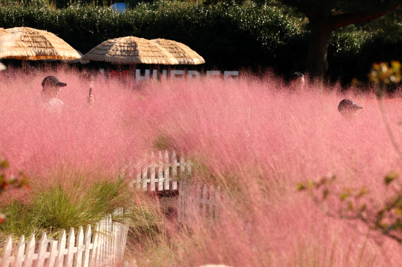 쾌청한 날씨를 보인 1일 오전 제주 서귀포시 남원읍 휴애리 자연생활공원을 찾은 관광객이 핑크뮬리 정원에서 가을을 만끽하고 있다. 2025.10.1 연합뉴스