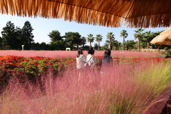 쾌청한 날씨를 보인 1일 오전 제주 서귀포시 남원읍 휴애리 자연생활공원을 찾은 관광객이 핑크뮬리 정원에서 가을을 만끽하고 있다. 2025.10.1 연합뉴스