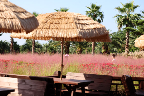 쾌청한 날씨를 보인 1일 오전 제주 서귀포시 남원읍 휴애리 자연생활공원을 찾은 관광객이 핑크뮬리 정원에서 가을을 만끽하고 있다. 2025.10.1 연합뉴스