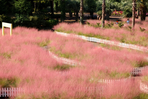 쾌청한 날씨를 보인 1일 오전 제주 서귀포시 남원읍 휴애리 자연생활공원을 찾은 관광객이 핑크뮬리 정원에서 가을을 만끽하고 있다. 2025.10.1 연합뉴스