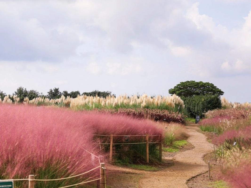 동백정원으로 유명한 카멜리아힐의 핑크뮬리 물결. 제주관광공사 제공