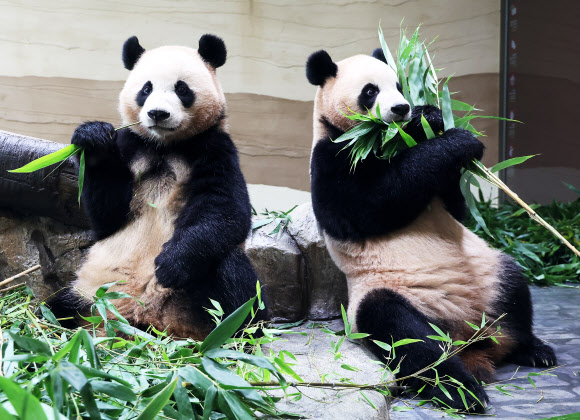 2일 경기도 용인시 에버랜드 판다 세컨드 하우스(Panda 2nd House)에서 쌍둥이 판다 루이바오와 후이바오가 먹이를 먹고 있다.  에버랜드는 추석 연휴가 시작하는 오는 3일 루이바오와 후이바오가 지낼 ‘판다 세컨드 하우스(Panda 2nd House)’를 일반에 공개한다. 2025.10.2  연합뉴스