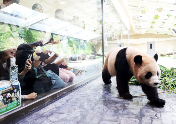 2일 경기도 용인시 에버랜드 판다 세컨드 하우스(Panda 2nd House)에서 쌍둥이 판다 후이바오가 방사장을 돌아다니고 있다. 에버랜드는 추석 연휴가 시작하는 오는 3일 루이바오와 후이바오가 지낼 판다 세컨드 하우스(Panda 2nd House)를 일반에 공개한다. 2025.10.2  연합뉴스