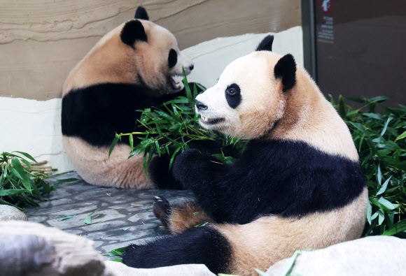 2일 경기도 용인시 에버랜드 판다 세컨드 하우스(Panda 2nd House)에서 쌍둥이 판다 루이바오와 후이바오가 먹이를 먹고 있다. 에버랜드는 추석 연휴가 시작하는 오는 3일 루이바오와 후이바오가 지낼 ‘판다 세컨드 하우스(Panda 2nd House)’를 일반에 공개한다. 2025.10.2  연합뉴스