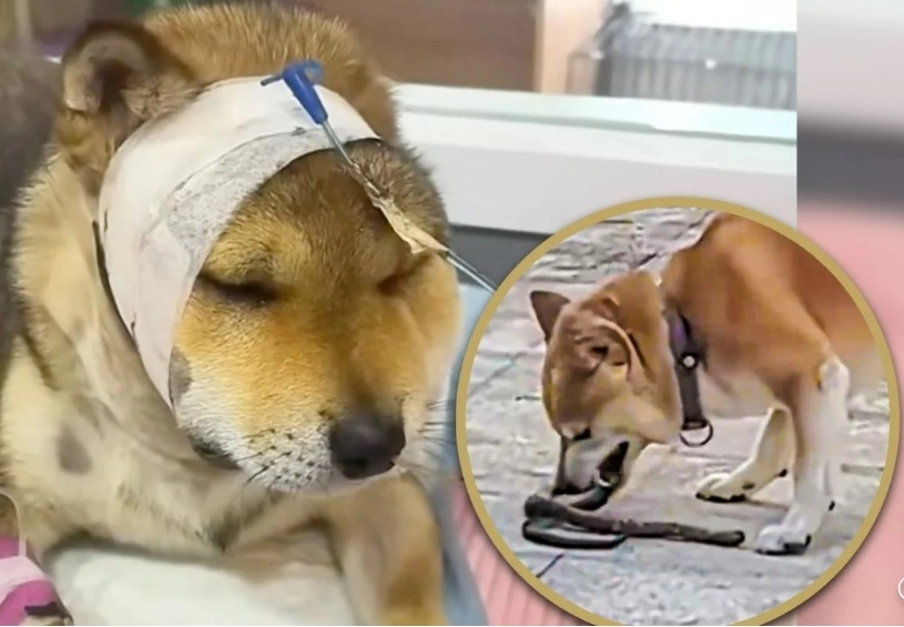 중국에서 한 반려견이 주인을 보호하려다 독사에 물린 사연이 전해지며 감동을 주고 있다. SCMP 캡처