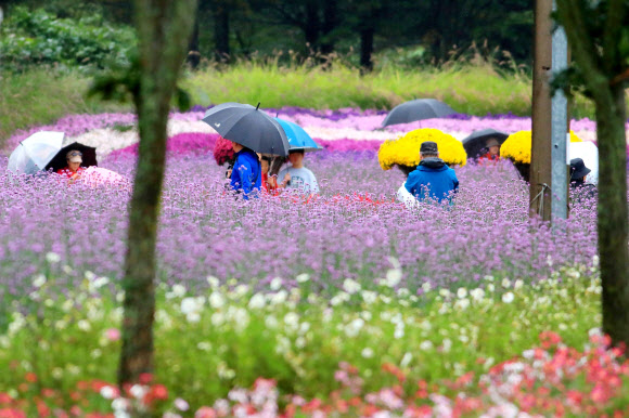 11일 강원 인제군 북면 용대관광지 일원에서 열리고 있는 ‘제7회 인제 가을꽃 축제’에서 관광객들이 궂은 날씨에도 아랑곳하지 않고 꽃길을 걸으며 가을 정취를 만끽하고 있다.   ‘인제에서 꽃길만 걷자’를 주제로 열리는 이번 축제는 오는 19일까지 이어진다. 2025.10.11  인제군 제공