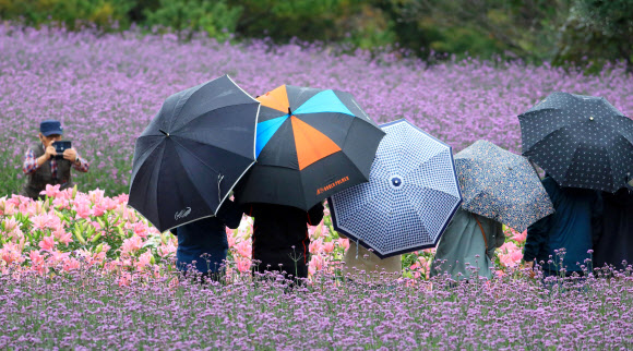 11일 강원 인제군 북면 용대관광지 일원에서 열리고 있는 ‘제7회 인제 가을꽃 축제’에서 관광객들이 궂은 날씨에도 아랑곳하지 않고 꽃길을 걸으며 가을 정취를 만끽하고 있다.  ‘인제에서 꽃길만 걷자’를 주제로 열리는 이번 축제는 오는 19일까지 이어진다. 2025.10.11  인제군 제공