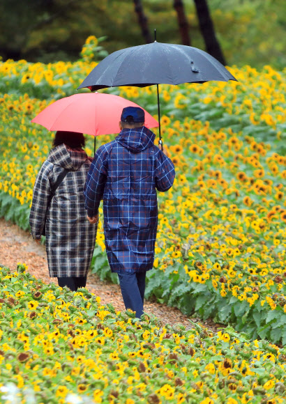 11일 강원 인제군 북면 용대관광지 일원에서 열리고 있는 ‘제7회 인제 가을꽃 축제’에서 관광객들이 궂은 날씨에도 아랑곳하지 않고 꽃길을 걸으며 가을 정취를 만끽하고 있다.   ‘인제에서 꽃길만 걷자’를 주제로 열리는 이번 축제는 오는 19일까지 이어진다. 2025.10.11  인제군 제공
