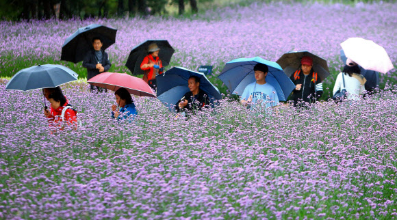 11일 강원 인제군 북면 용대관광지 일원에서 열리고 있는 ‘제7회 인제 가을꽃 축제’에서 관광객들이 궂은 날씨에도 아랑곳하지 않고 꽃길을 걸으며 가을 정취를 만끽하고 있다.   ‘인제에서 꽃길만 걷자’를 주제로 열리는 이번 축제는 오는 19일까지 이어진다. 2025.10.11  인제군 제공