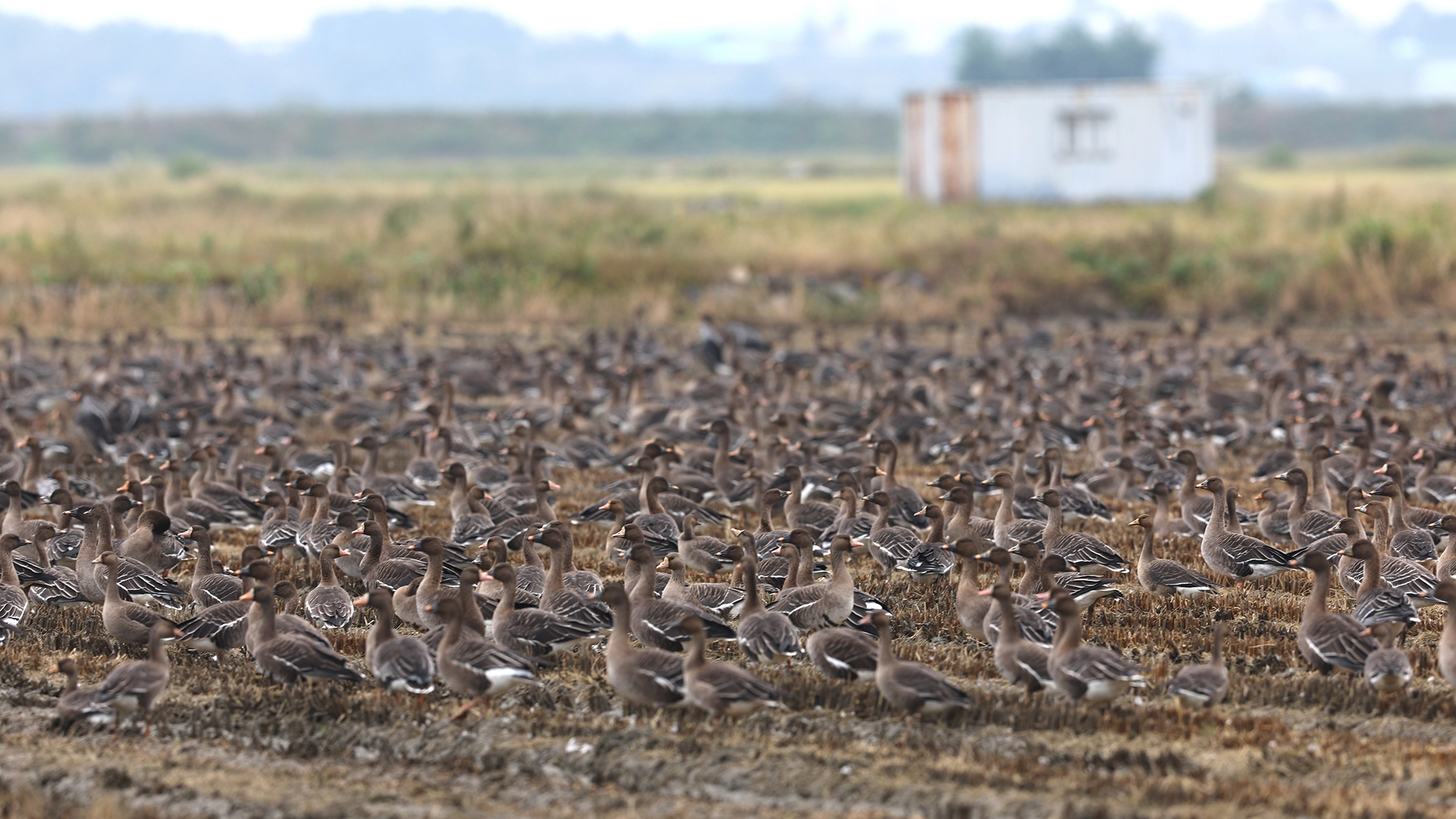 지난 12일 충남 서산 천수만 일원에서 관찰된 겨울 철새. 서산시 제공