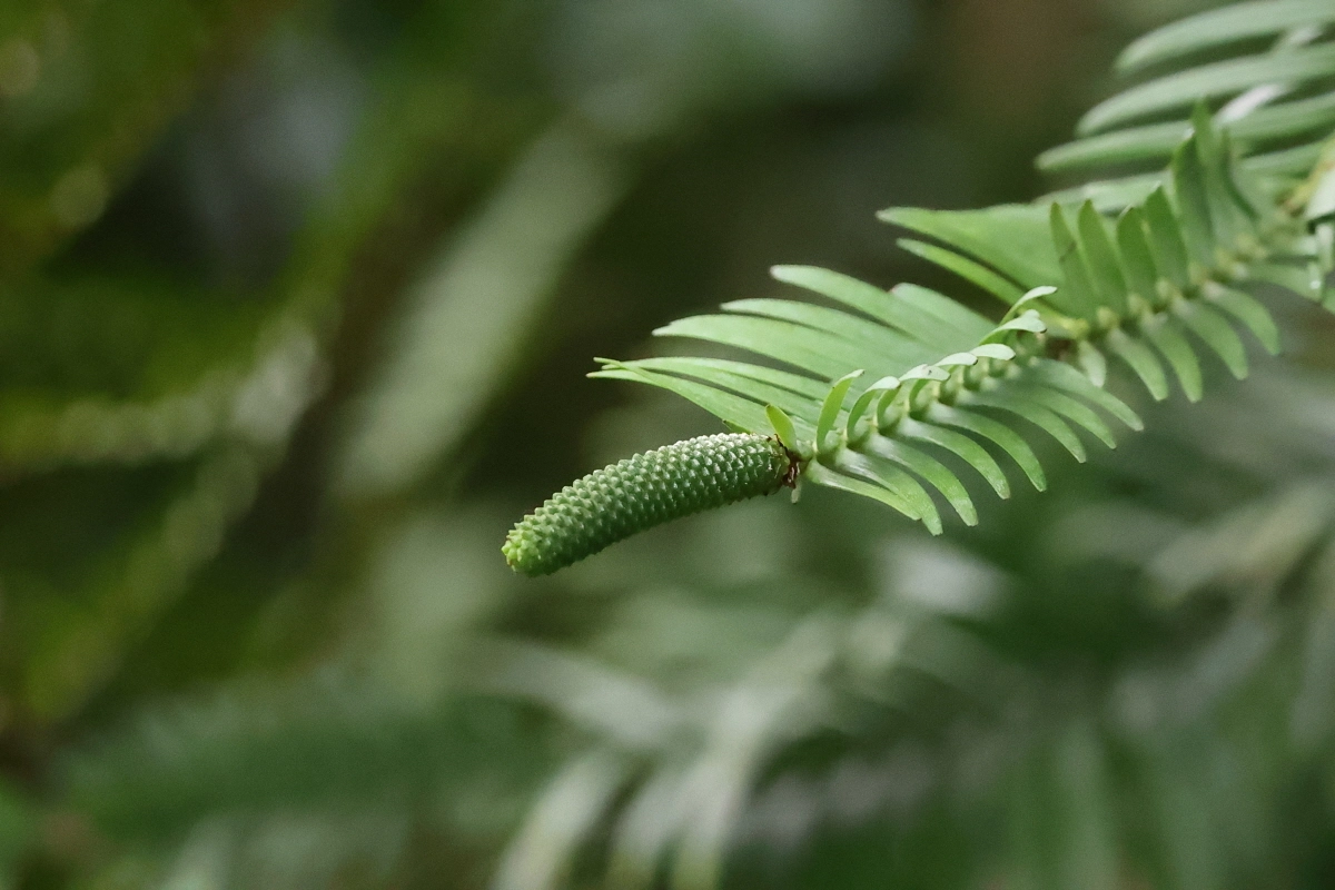 천리포수목원 희귀·멸종위기식물 전시원에서 핀 울레미소나무 수꽃. 천리포수목원 제공