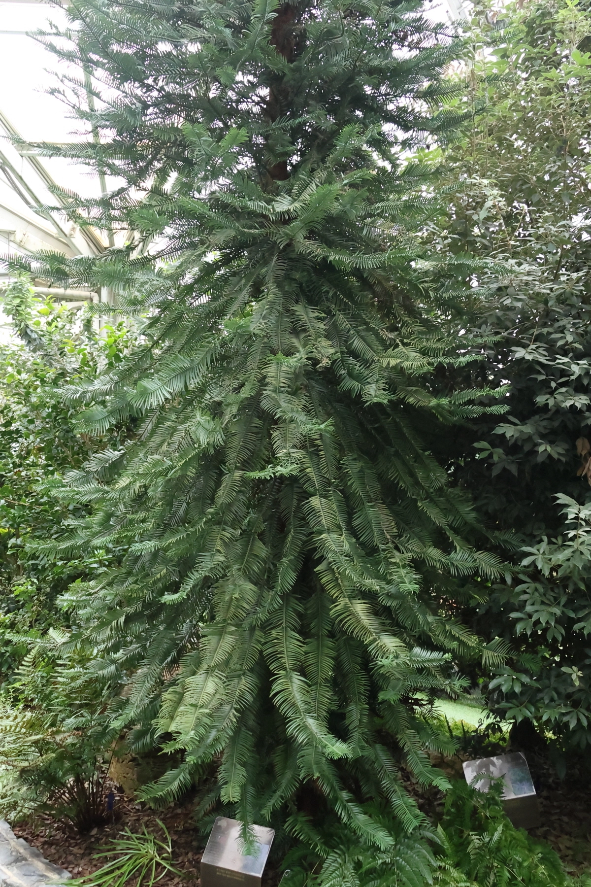 천리포수목원 희귀·멸종위기식물 전시원에서 열매를 맺은 울레미소나무. 천리포수목원 제공