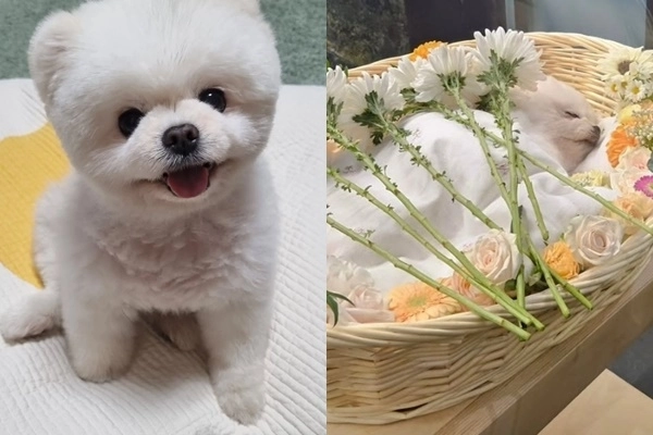 달리(2013.02.24~2024.10.22) 가족에게 완전한 행복을 알려주고 떠난 달리. 인스타그램