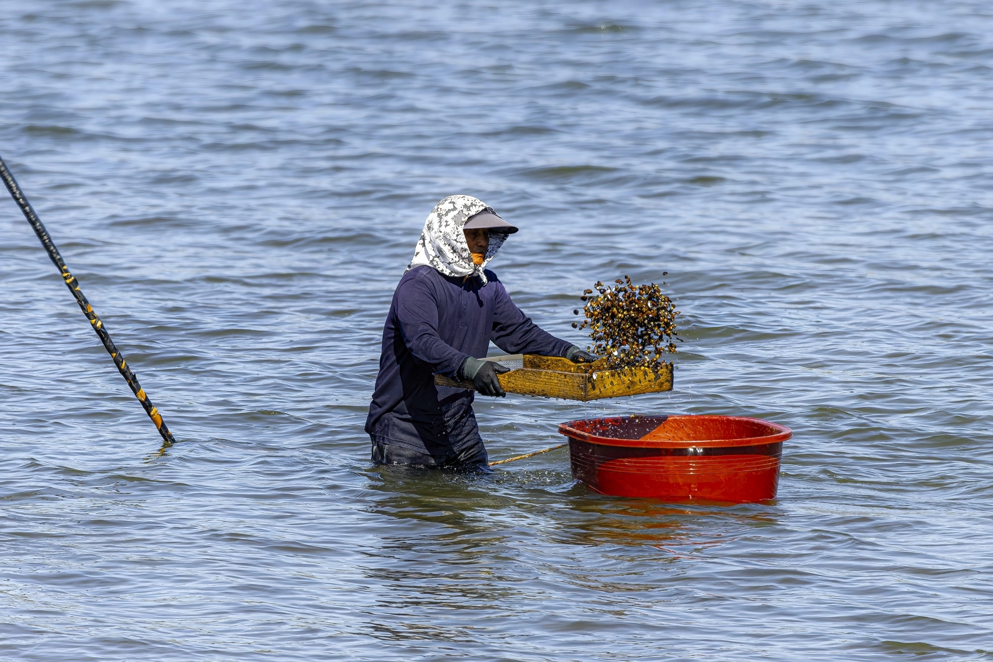 어민들이 섬진강에서 재첩잡이 손틀어업 작업을 하고 있다.