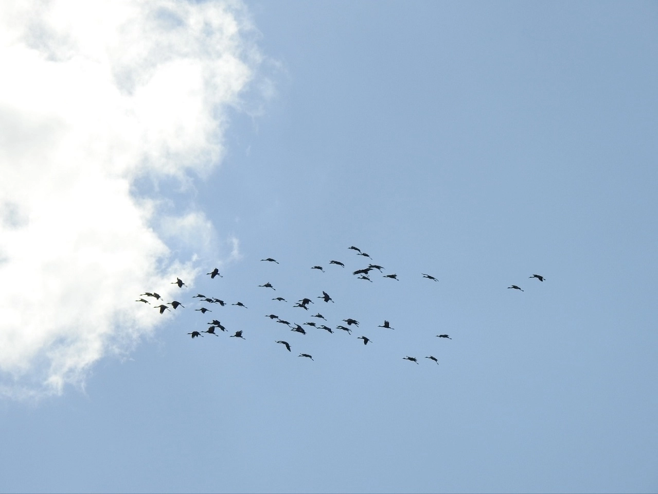 지난 22일 흑두루미 73마리가 순천만에 도착했다.