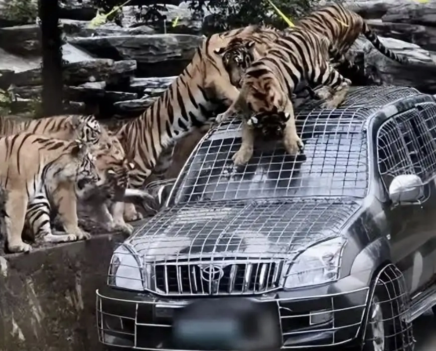 중국 허난성 뤄양시의 한 사파리 동물원의 ‘사파리 투어’ 서비스. 동물원 측은 사파리 투어 운전기사를 모집하는 공고를 통해 월급 5만 위안(1000만원)을 제시했다. 자료 : 중국 웨이보