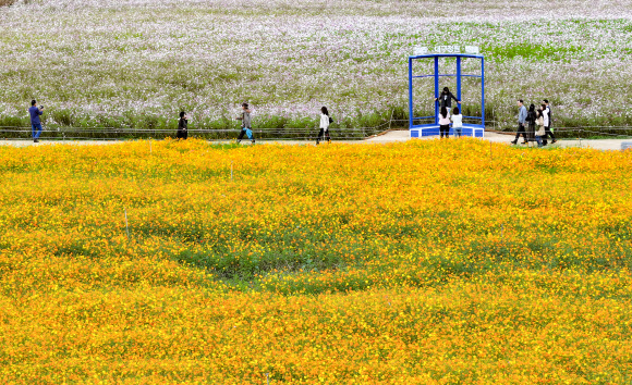 24일 대구 북구 금호강 하중도 금호꽃섬 일원에서 열린 2025 대구정원박람회를 찾은 시민들이 코스모스밭 사이로 산책을 즐기고 있다. 2025.10.24  연합뉴스