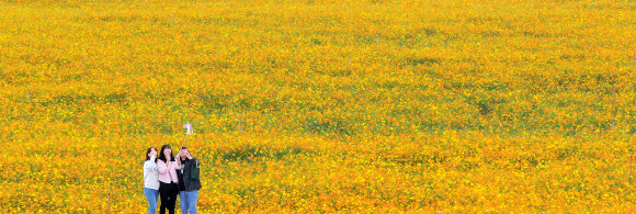 24일 대구 북구 금호강 하중도 금호꽃섬 일원에서 열린 2025 대구정원박람회를 찾은 시민들이 황화 코스모스를 배경으로 기념사진을 찍고 있다. 2025.10.24  연합뉴스